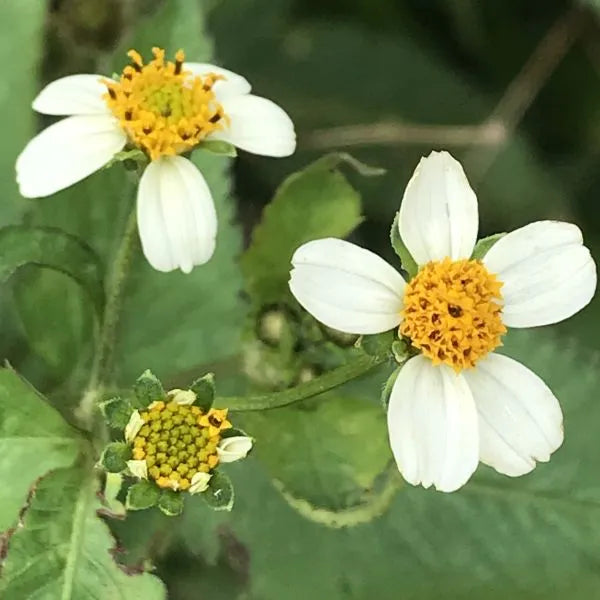 Bidens Pilosa Extract in Skincare: The Gentle Retinol Alternative for Pigmentation and Resilience in FIKA