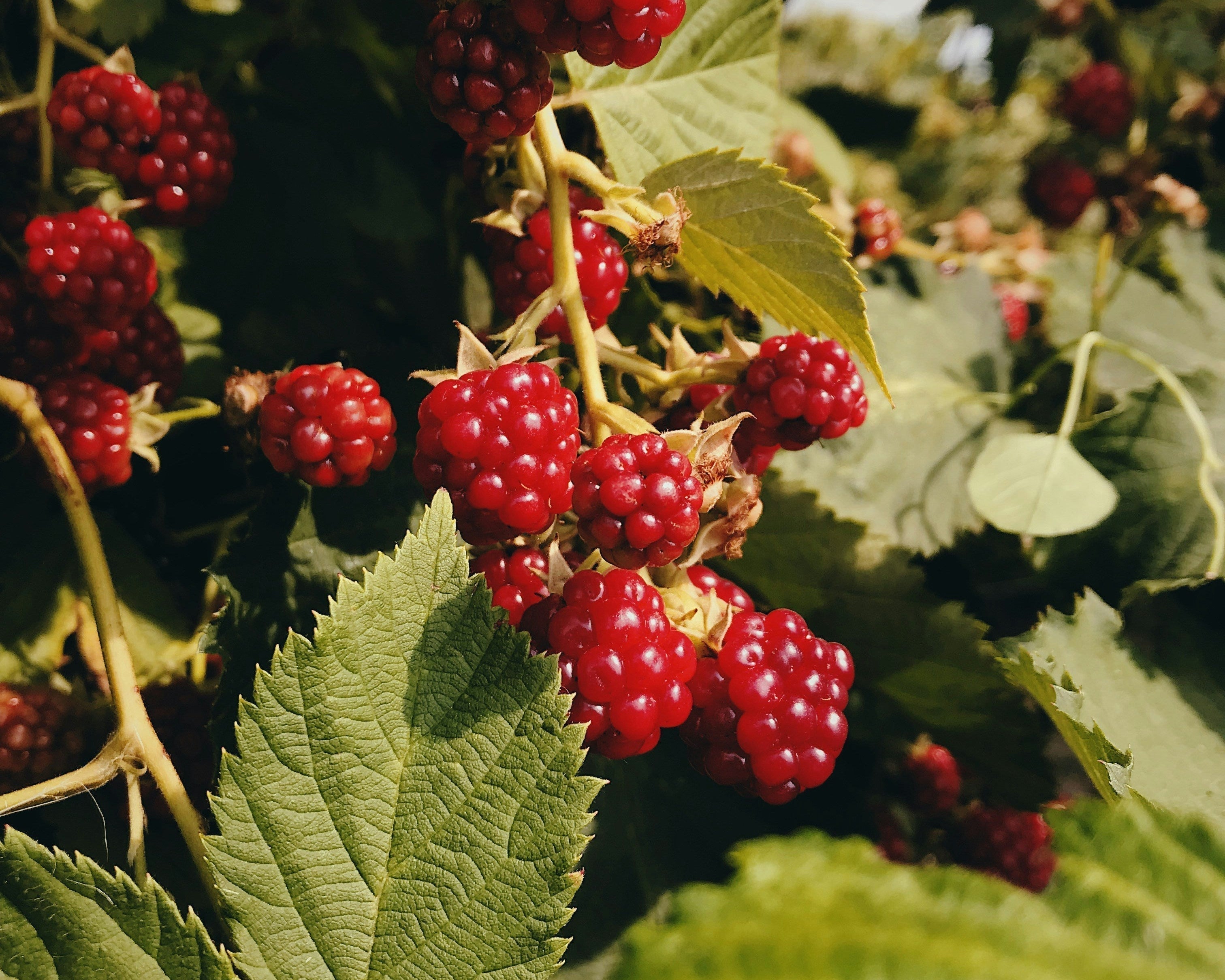 Rubus idaeus (raspberry) seed oil texture and bottle – used in Terra