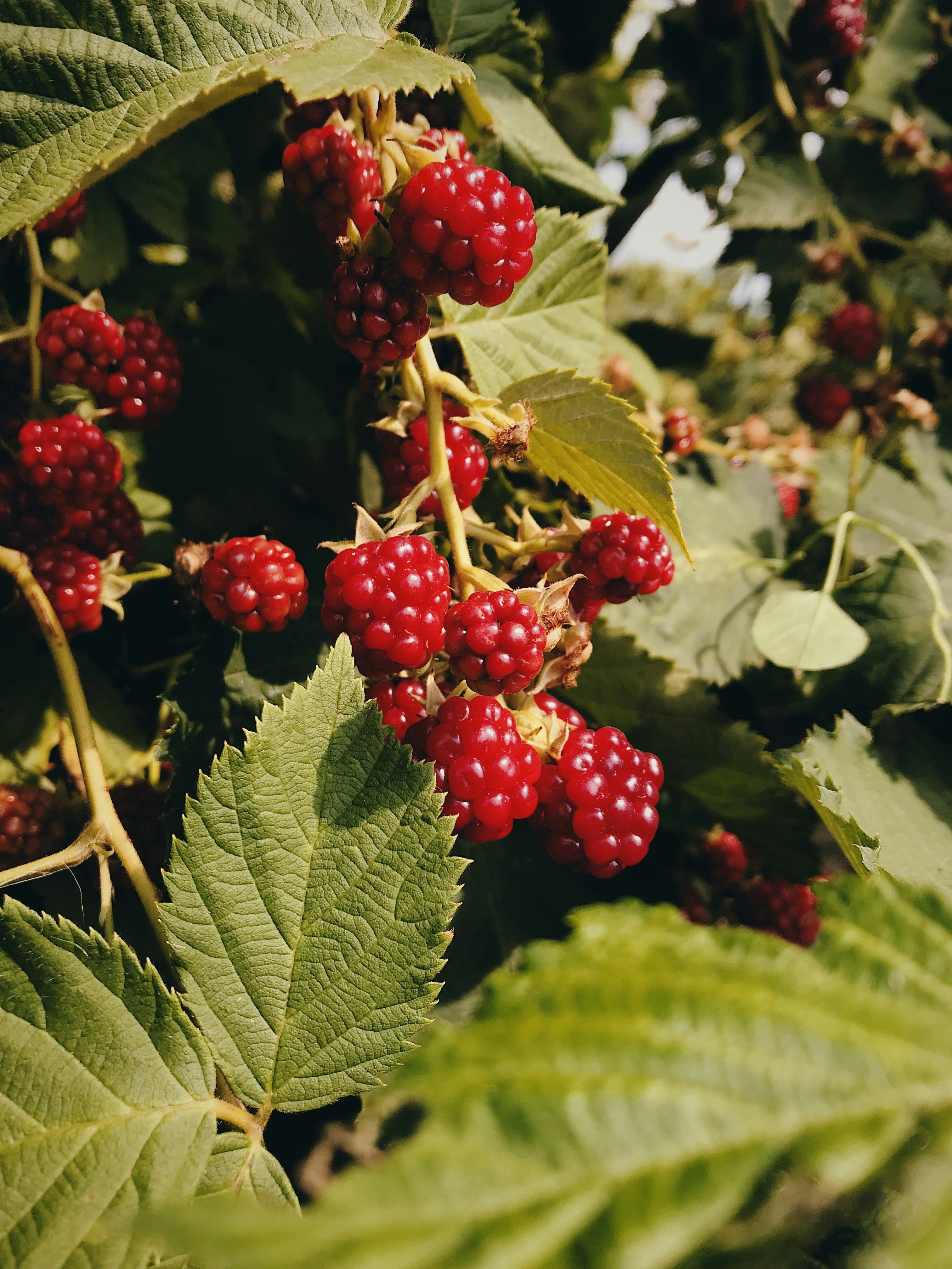 Rubus idaeus (raspberry) seed oil texture and bottle – used in Terra
