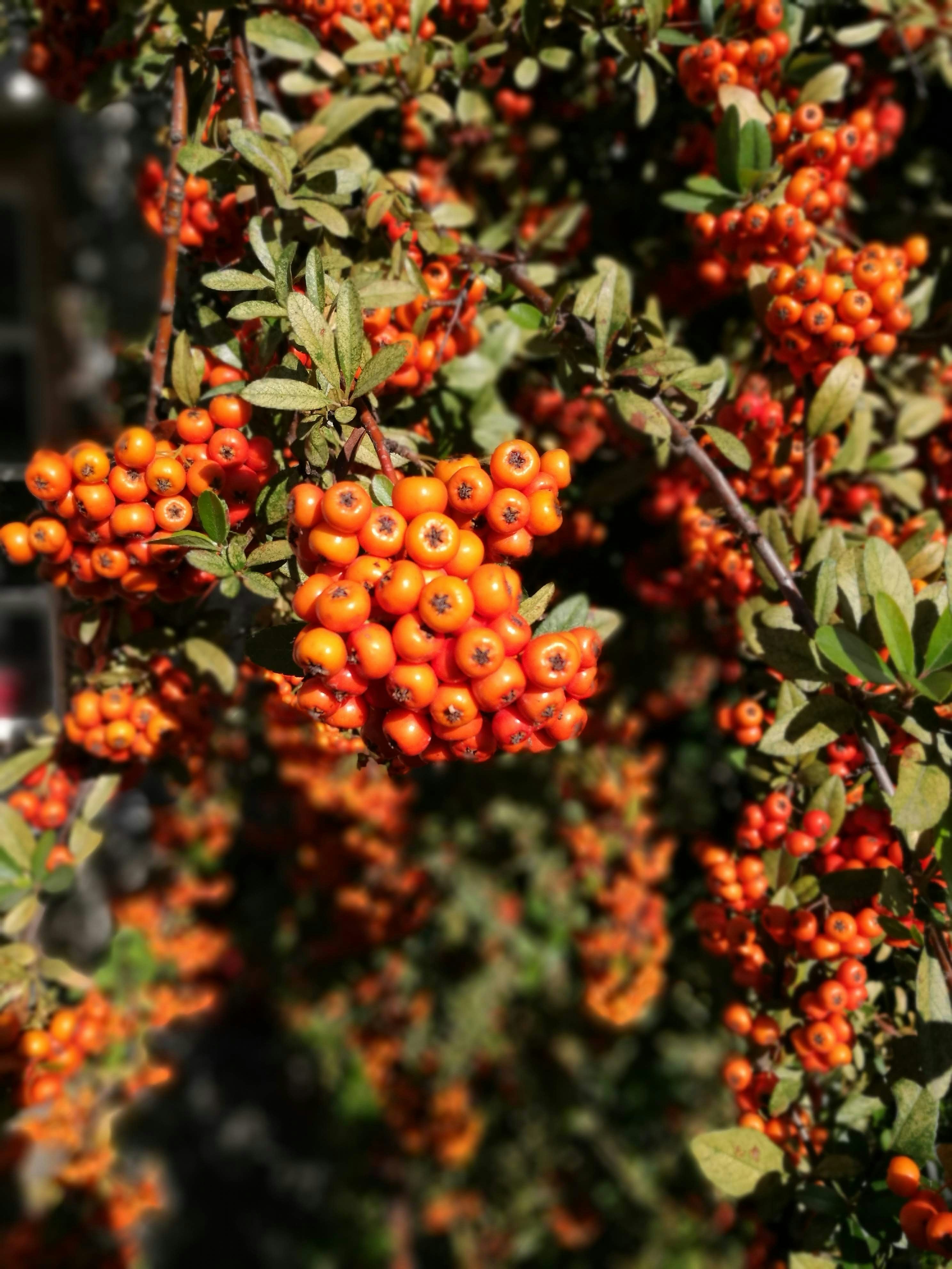 Seabuckthorn Extract in Skincare: Omega-Rich Repair for Resilient, Radiant Skin