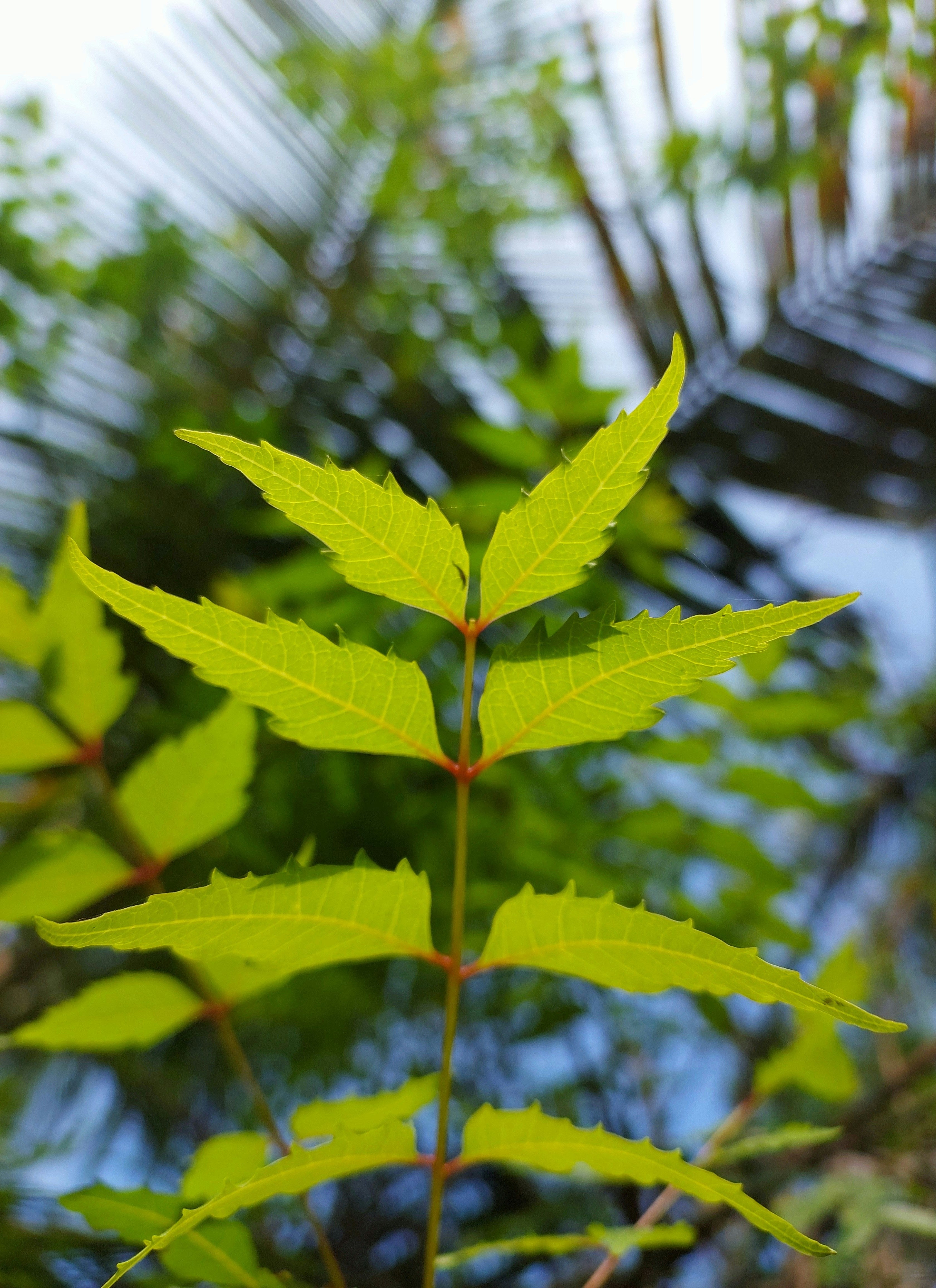Melia Azadirachta Leaf Extract in Skincare: Botanical Purity and Calm from Ayurveda to Barrier Science