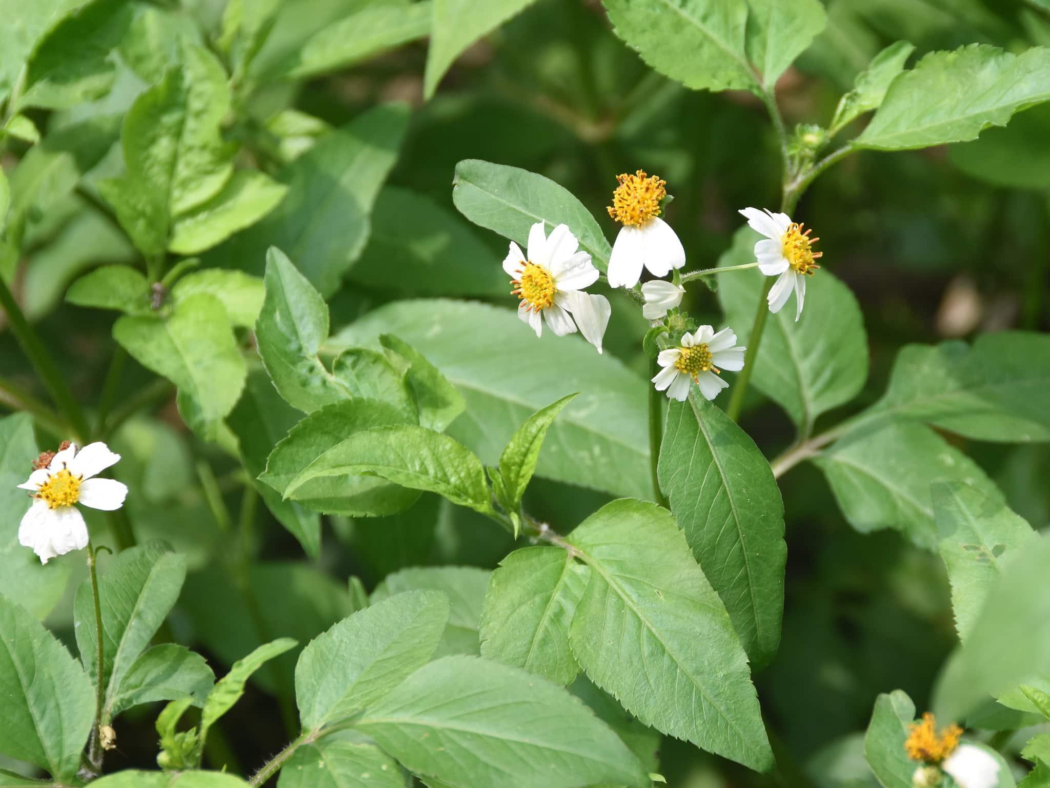 Bidens Pilosa Extract in Skincare: The Gentle Retinol Alternative for Pigmentation and Resilience in FIKA