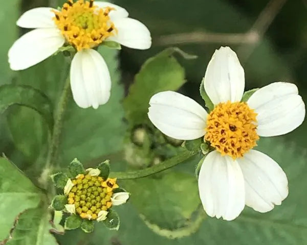 Bidens Pilosa Extract in Skincare: The Gentle Retinol Alternative for Pigmentation and Resilience in FIKA