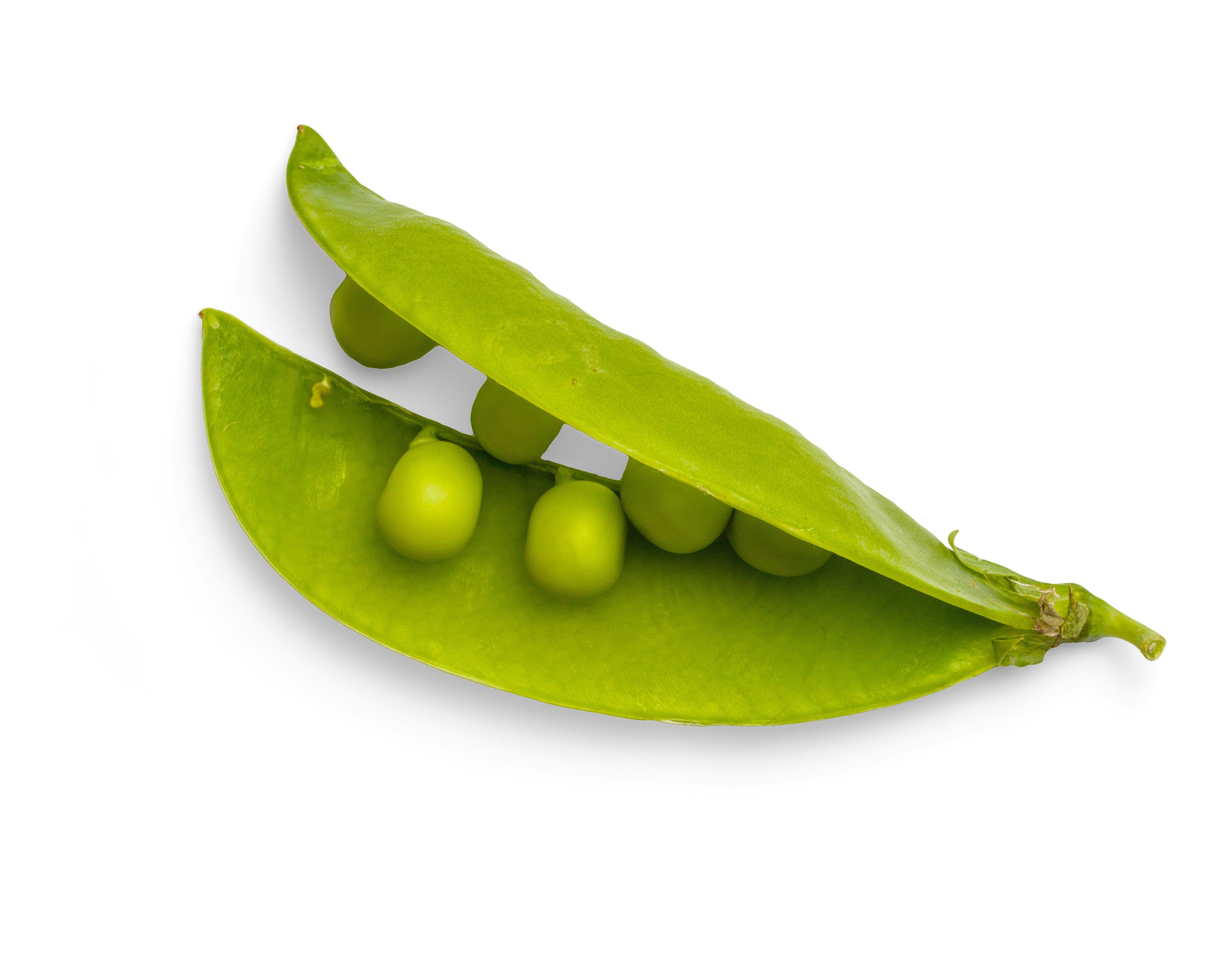 Pisum Sativum (Pea) Extract in Skincare: Protein-Powered Resilience for Compromised Skin