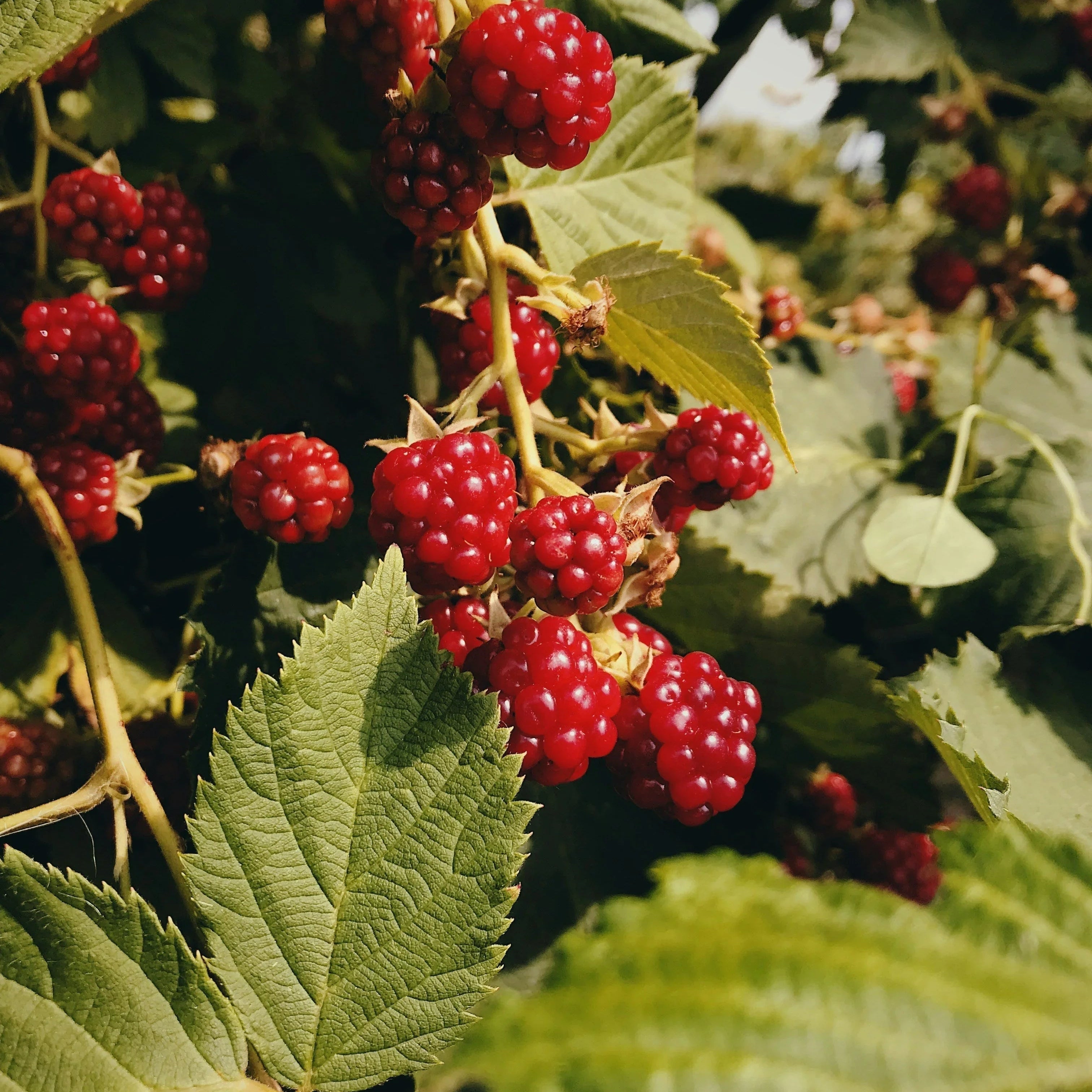 Rubus idaeus (raspberry) seed oil texture and bottle – used in Terra