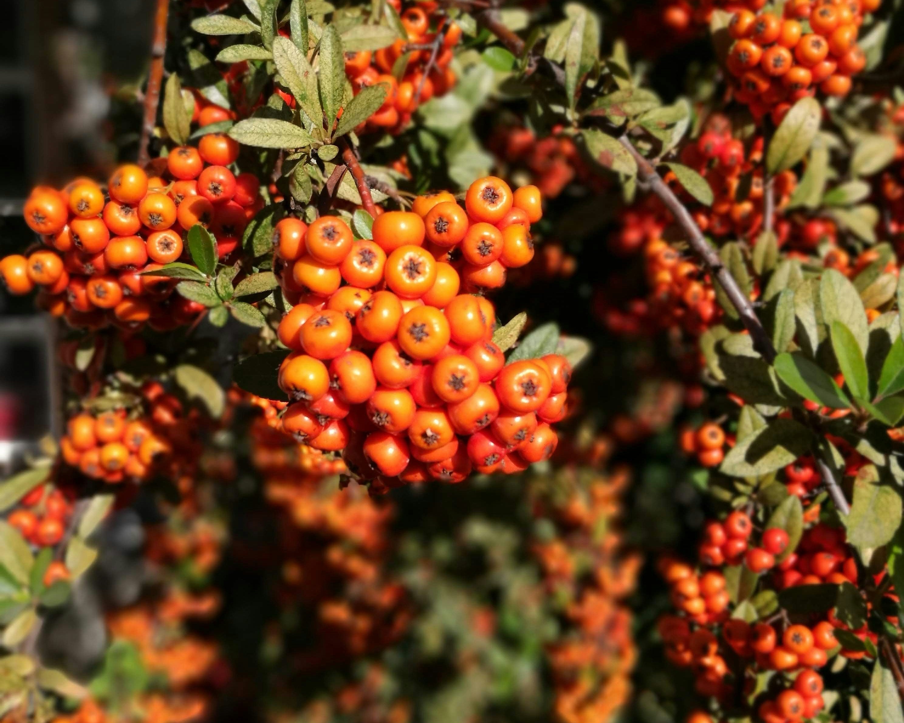 Seabuckthorn Extract in Skincare: Omega-Rich Repair for Resilient, Radiant Skin