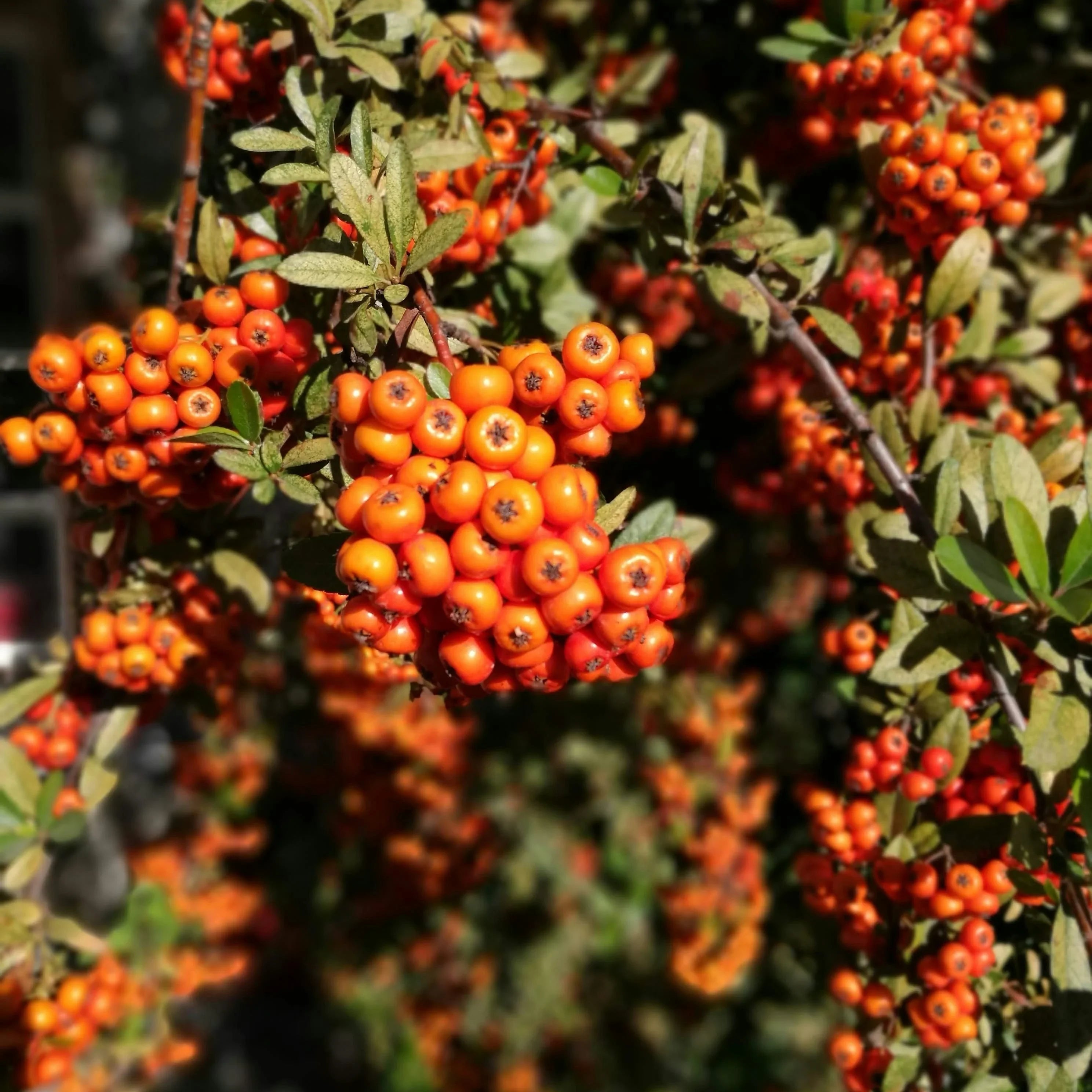 Seabuckthorn Extract in Skincare: Omega-Rich Repair for Resilient, Radiant Skin