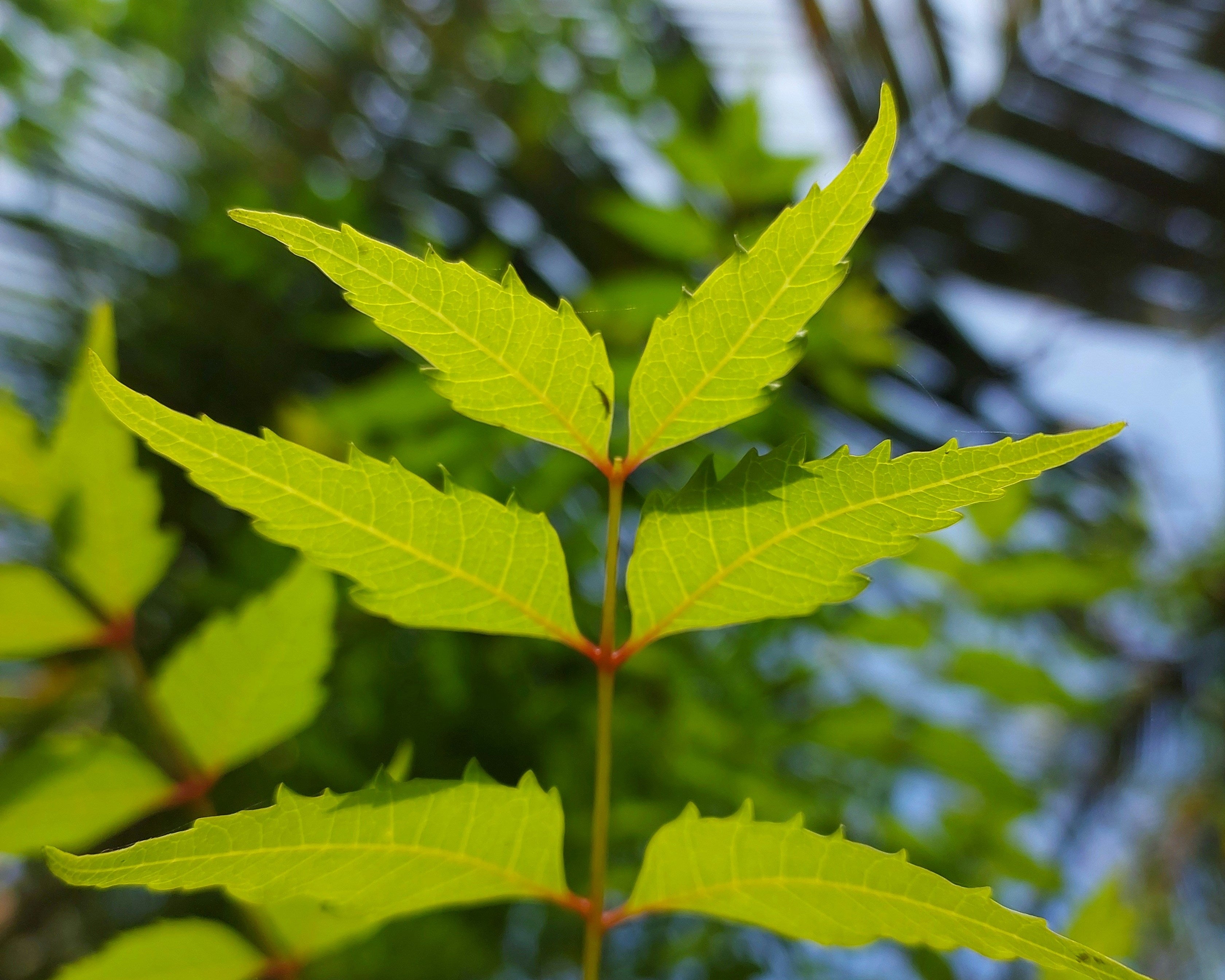 Melia Azadirachta Leaf Extract in Skincare: Botanical Purity and Calm from Ayurveda to Barrier Science