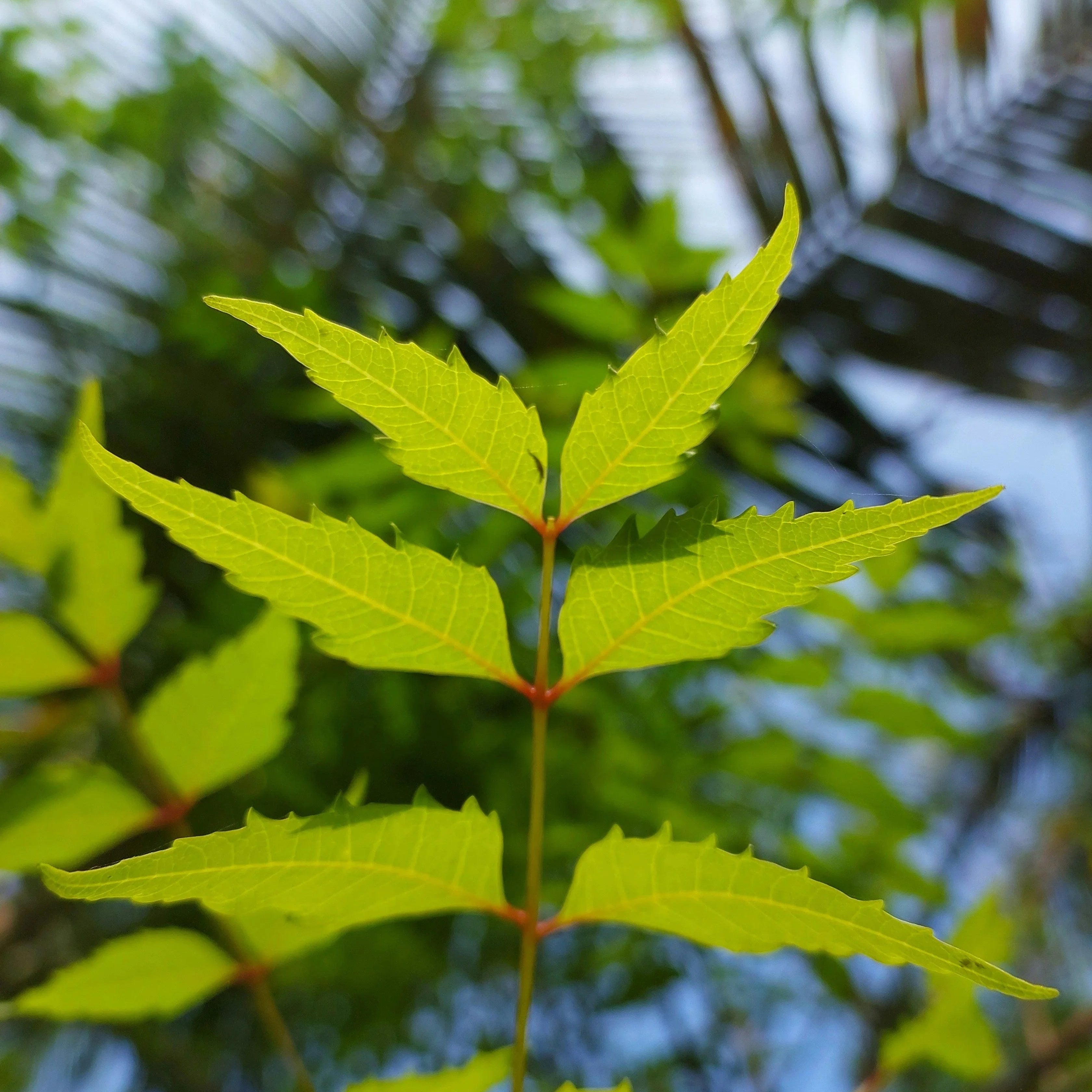 Melia Azadirachta Leaf Extract in Skincare: Botanical Purity and Calm from Ayurveda to Barrier Science