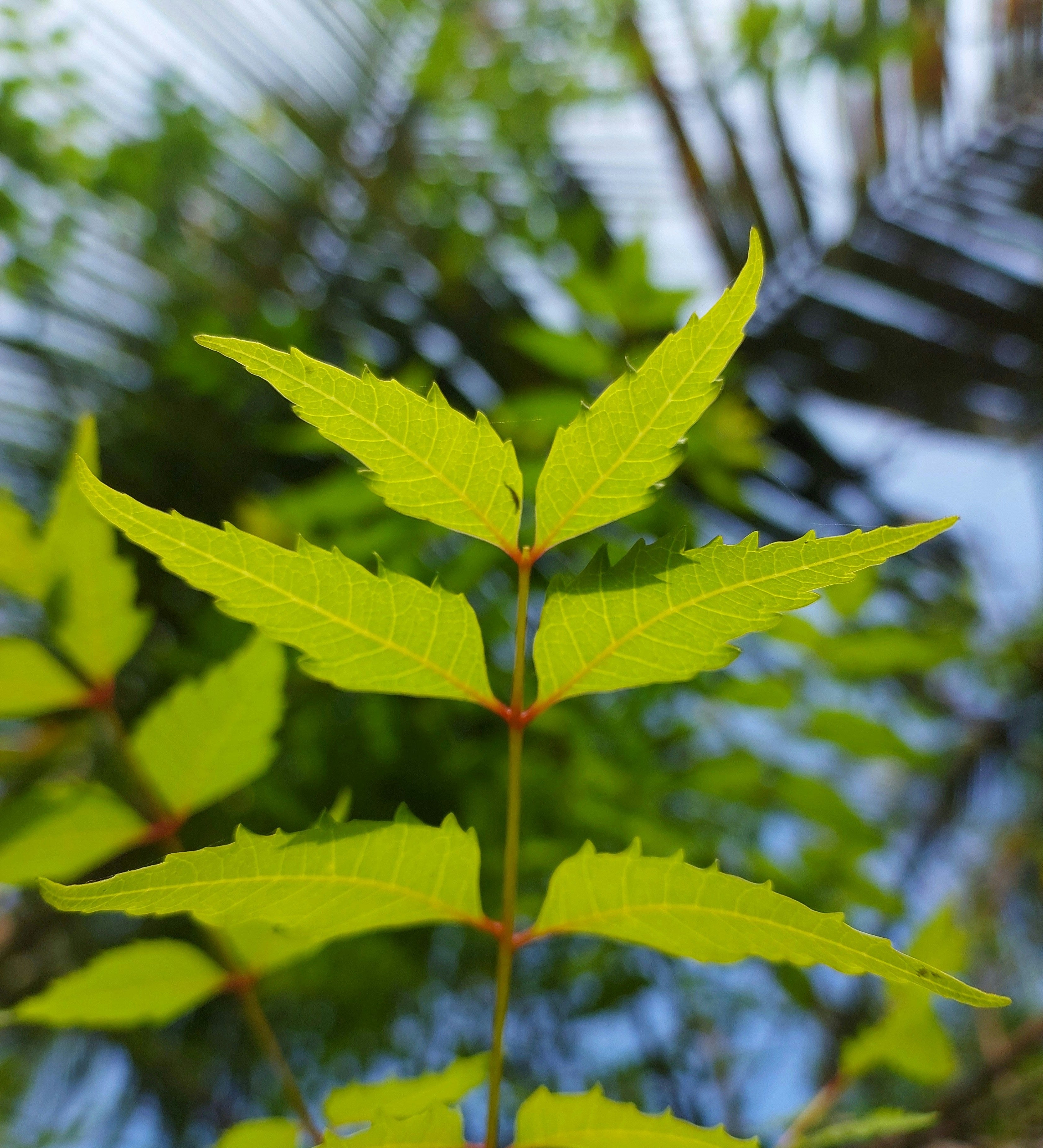 Melia Azadirachta Leaf Extract in Skincare: Botanical Purity and Calm from Ayurveda to Barrier Science