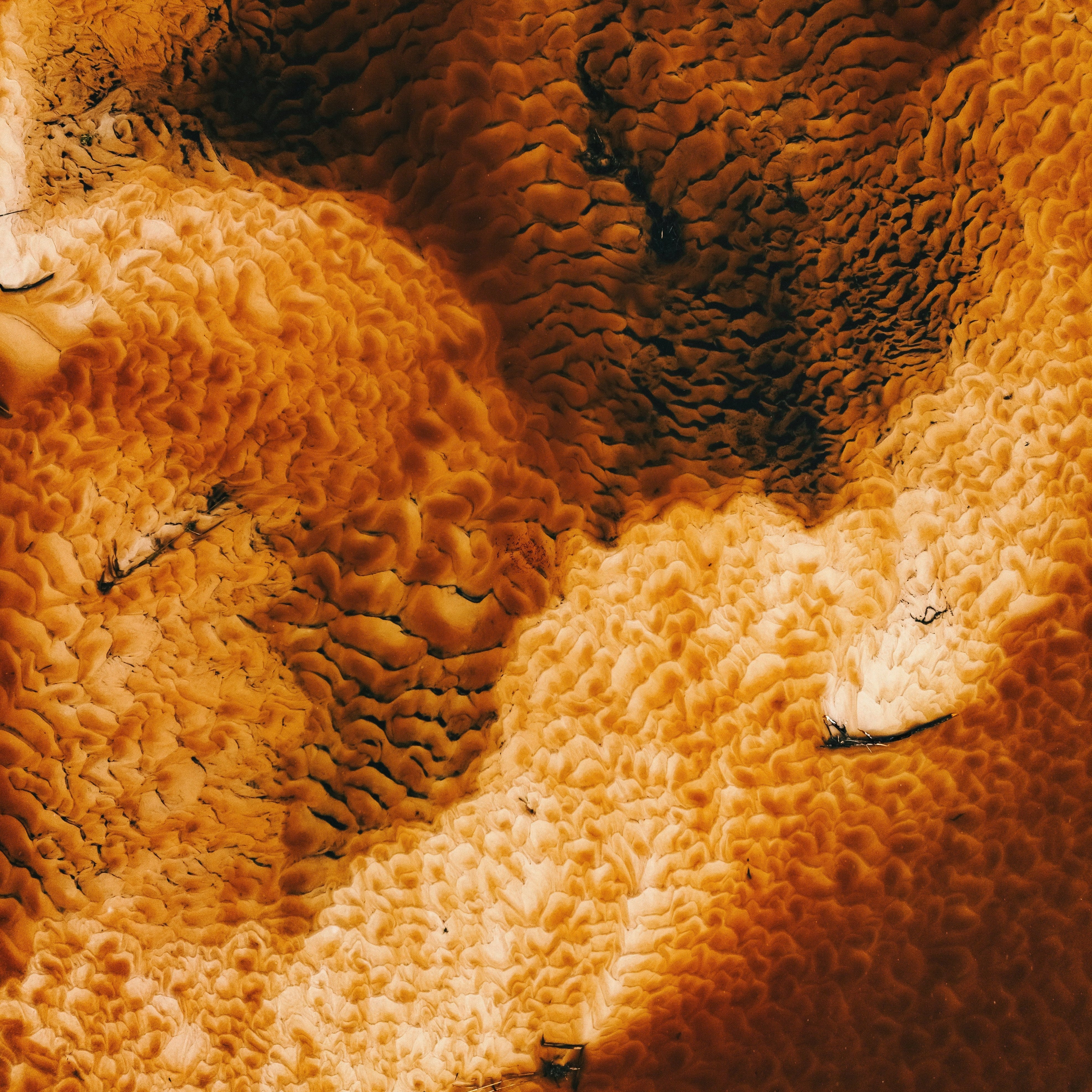 Tight Junctions and the Skin Barrier — What They Are, Where They Sit, and Why They Matter - The Skinbeneath