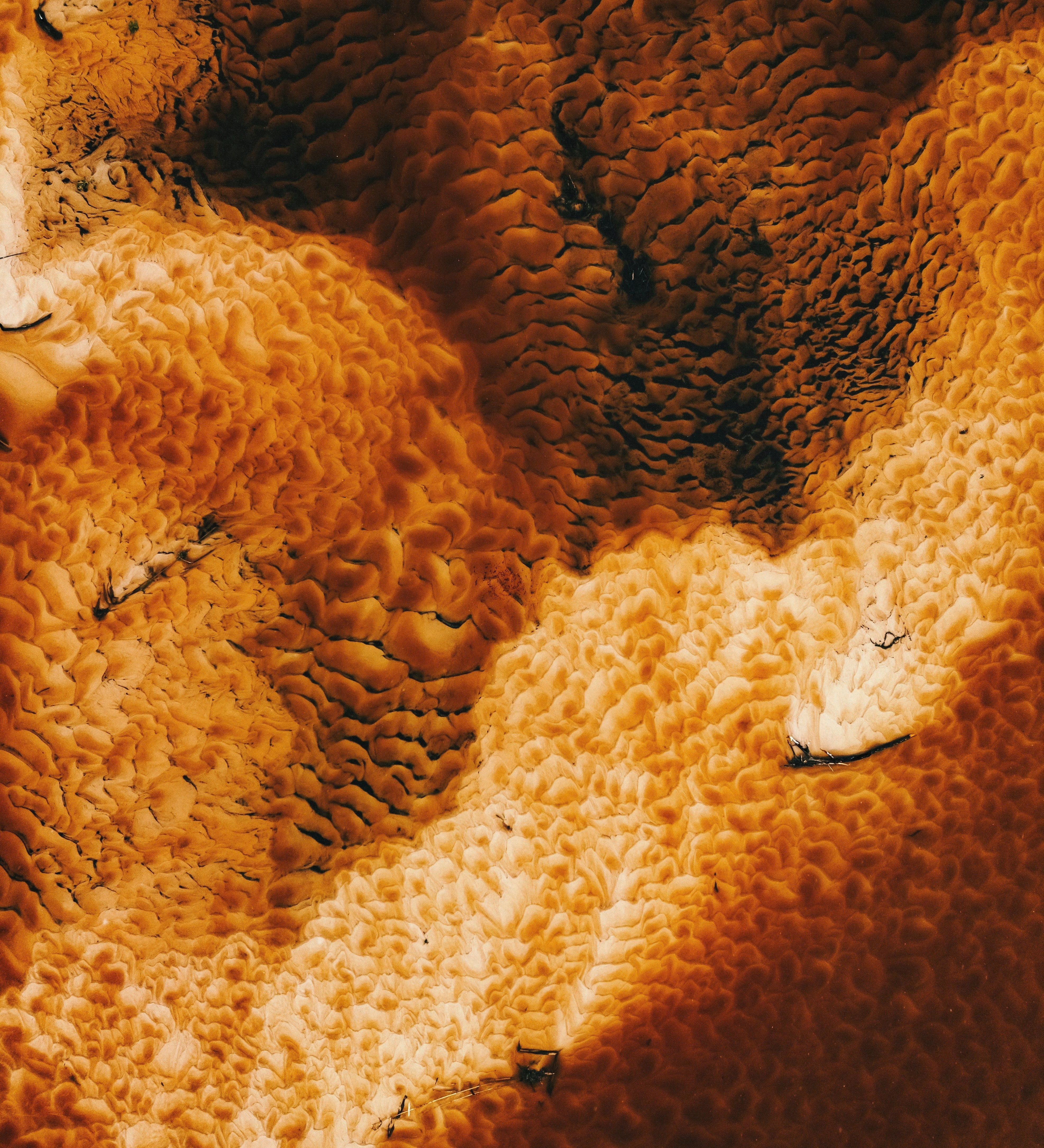 Tight Junctions and the Skin Barrier — What They Are, Where They Sit, and Why They Matter - The Skinbeneath